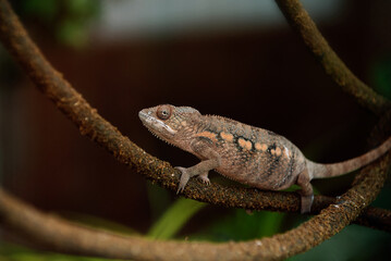 A close-up image of a chameleon perched on a textured branch. 
