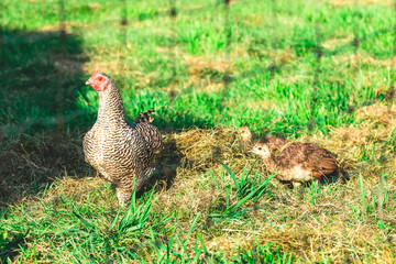 Speckled Hen Chicken Farm Livestock Animal Portrait