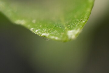 Macro close up of green leaf on a tree