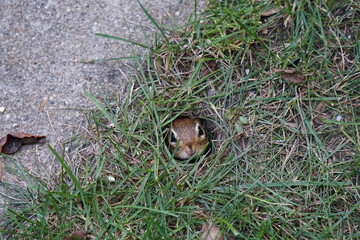 Chipmunk coming out of his hole