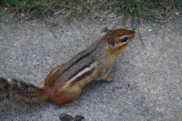 Curious chipmunk in garden