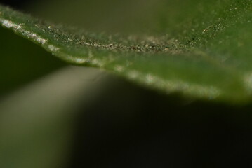 Macro close up of green leaf on a tree
