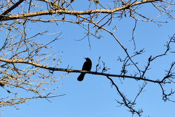 One Perching Crow on a Tree Branch