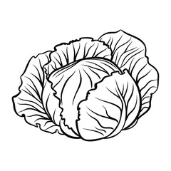Obraz premium cabbage coloring