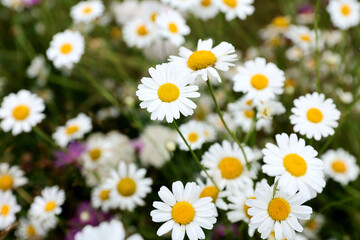 Closeup view of a field with white dalmatian pyrethrum flowers in spring season.