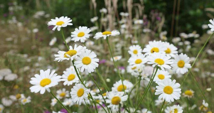 4k movie of closeup view of a field with white dalmatian pyrethrum flowers in spring season.
