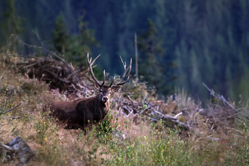 A red stag roaring at the edge of large mountain forest during ruting season.

