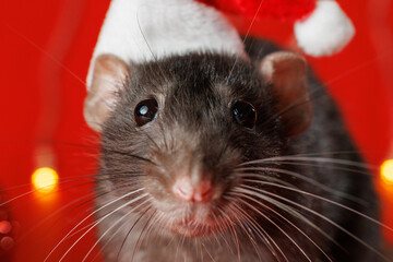 Colored rat on a red background. Mouse among Christmas balls. Pet in a Santa hat. Bokeh from blinking yellow lights of a festive garland. New Year concept