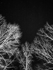 Starry Night Sky Through Bare Winter Tree Branches