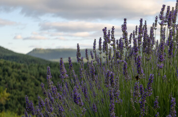 A field of vibrant purple lavender flowers stretches out into the distance, with a mountainous landscape as a backdrop. The image captures the beauty of nature and the calming effect of lavender.