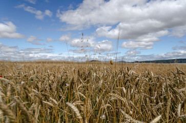 A field of golden wheat sways gently in the breeze under a bright blue sky with fluffy white clouds. The horizon is marked by distant hills.