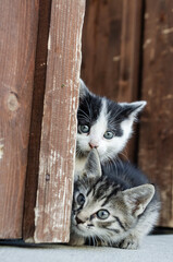 Two curious kittens peek out from behind a wooden panel, their bright eyes wide with wonder. One is black and white, while the other has a striped tabby coat, both nestled closely together 