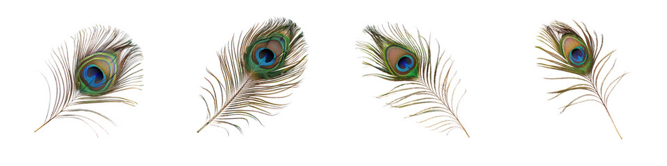 Obraz premium Elegant Peacock Feathers with Vibrant Eye Patterns for Decoration and Design on transparent background