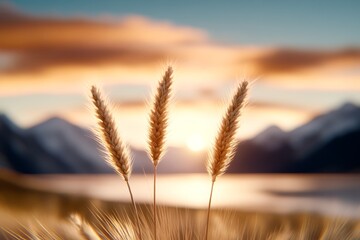  a field of ripe wheat with mountains in the background, illuminated by a beautiful sunset The wheat is in sharp focus, while the background is slightly blurred, cr