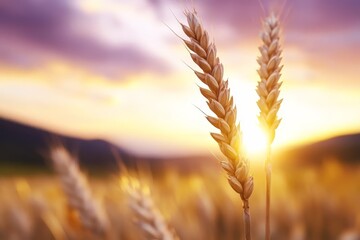  a field of ripe wheat at sunset, with the sun setting in the background The wheat is a golden yellow color, and the sky is a mix of vibrant oranges, pinks, and pur
