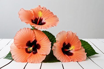 Vibrant Peach Hibiscus Flowers Against a Bright White Background