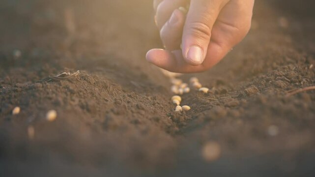 soybean agriculture. farmers hand a plants soybean grains in agricultural soil. agriculture business farm lifestyle soybean concept. Farmer sows soybean grains. soy farm concept