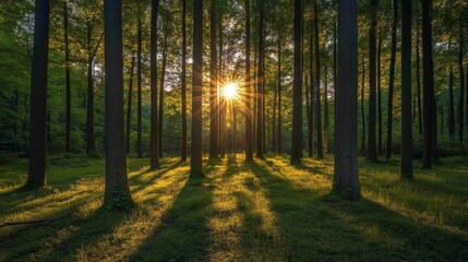 Sunset Rays Illuminate Tall Trees In A Lush Forest
