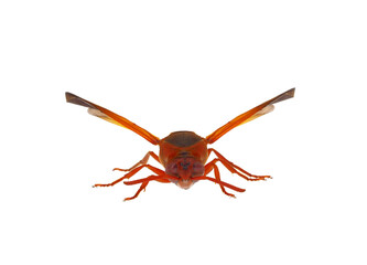 Mediterranean snouted potter wasp isolated on white background, Rhynchium oculatum