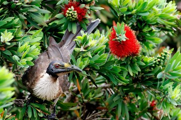 Striking bird perched among vibrant green foliage and red flowers