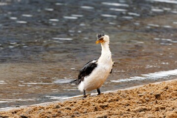 Cormorant with outstretched wings on a sandy beach by the water's edge
