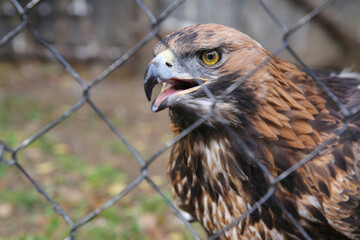 Golden eagle behind bars at the zoo