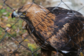 Golden eagle behind bars at the zoo