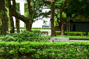 Naklejka premium The scene of the public park in Taipei city, Taiwan. Green trees in the park in Taipei. Nature and travel concept.