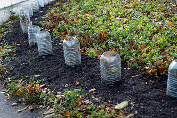 plants protected with plastic bottles