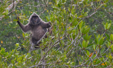 Silvery leaf monkey on a tree. 