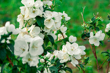 Jasmine is blooming. fragrant smell, good for aroma oil, rosebud. Green background. Postcard with a beautiful bud. Private landscape of green plants, ecology, fresh wallpaper concept.