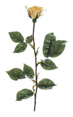 PNG Yellow rose with green leaves in garden