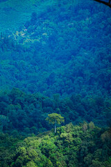 Majestic lone tree standing tall amidst lush green forest nature landscape aerial view serenity and resilience