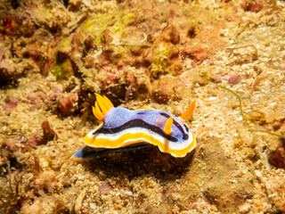 A Chromodoris annae nudibranch crawling on hard corals in Puerto Galera, Philippines. This is the center of the coral triangle with an outstanding biodiversity