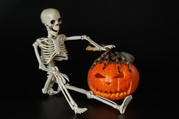 Tarantula on pumpkin. Spider isolated on black background. Skeleton and animal. Halloween holiday concept