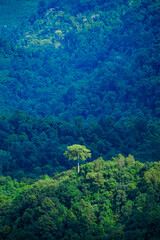 Lone tree standing tall amidst lush green mountains nature scene landscape photography serene environment aerial view natural beauty