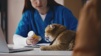 Female animal doctor prescribing pet supplements to cat, visit to vet clinic