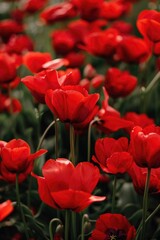 Obraz premium Close-up of a field of bright red flowers with long green stems, perfect for use in gardening or nature-themed designs
