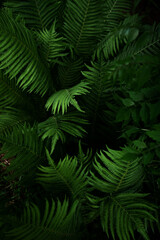 Close-up of fern leaves in a dark forest.
