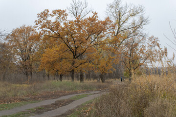 autumn trees in the park