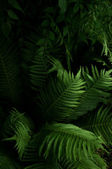 Close-up of fern leaves in a dark forest.