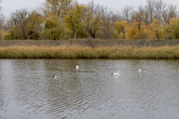 ducks on the lake