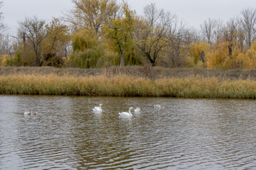 lake in autumn