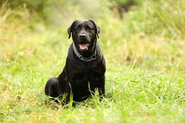 Adorable Labrador Retriever dog sitting on green grass outdoors