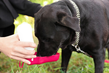 Owner giving water to her cute Labrador Retriever dog outdoors, closeup