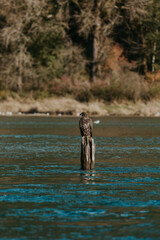 Fototapeta premium On the lookout for its next feast.