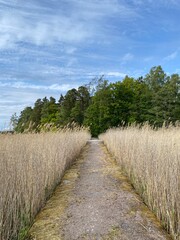 Obraz premium path in the countryside