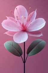 Obraz premium Delicate Pink Flower Bloom Against Deep Pink Background