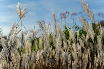 Obraz premium Close-Up of a grassfield in the evening sun