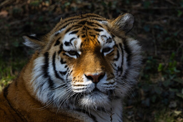 Close up view portrait of a Siberian tiger (Panthera tigris altaica)